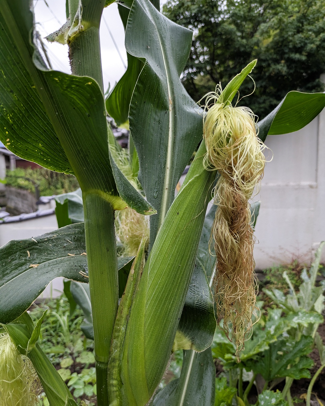 Corn silk growing in a small home garden