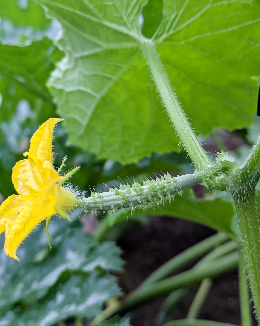 Yellow cucumber flower in a home garden
