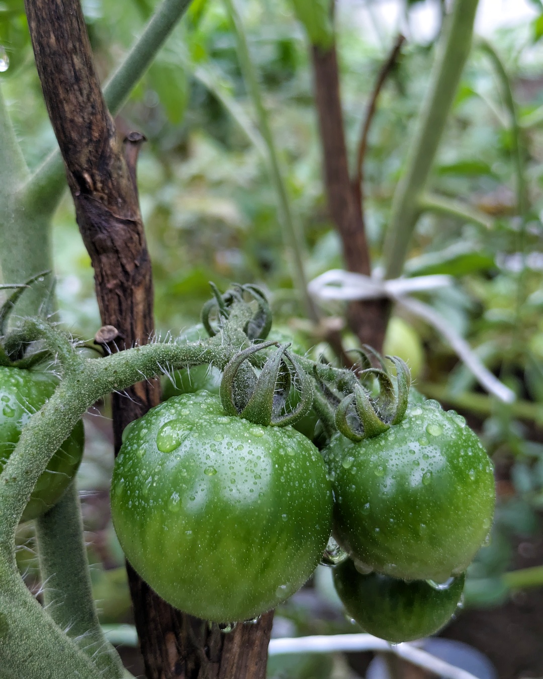 Green tomatoes growing on the vine
